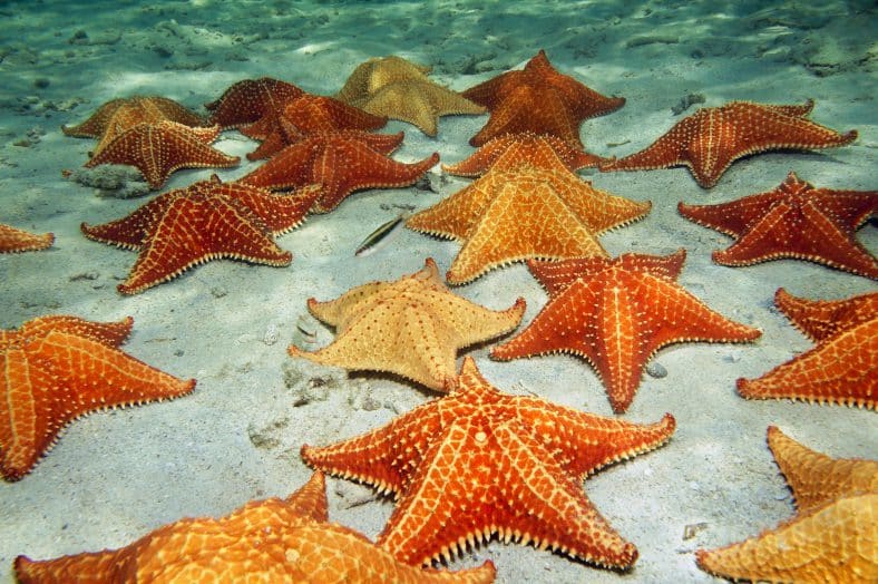 Rüyada deniz yıldızı görmek ne anlama gelir?