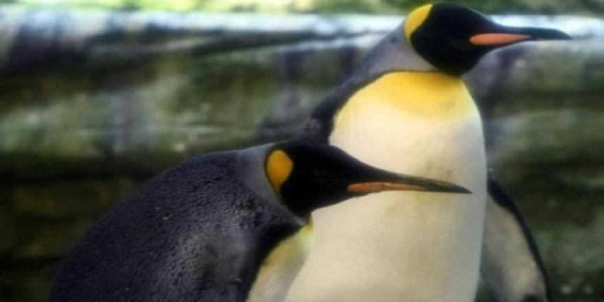 Yeni Zelanda'da insan boyunda penguen fosili bulundu