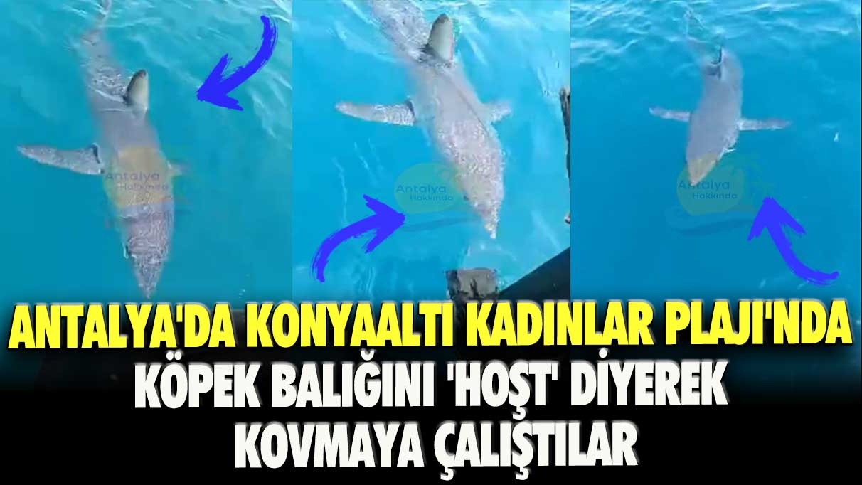 Antalya’da Konyaaltı kadınlar Plajı’nda köpek balığını 'hoşt' diyerek kovmaya çalıştılar