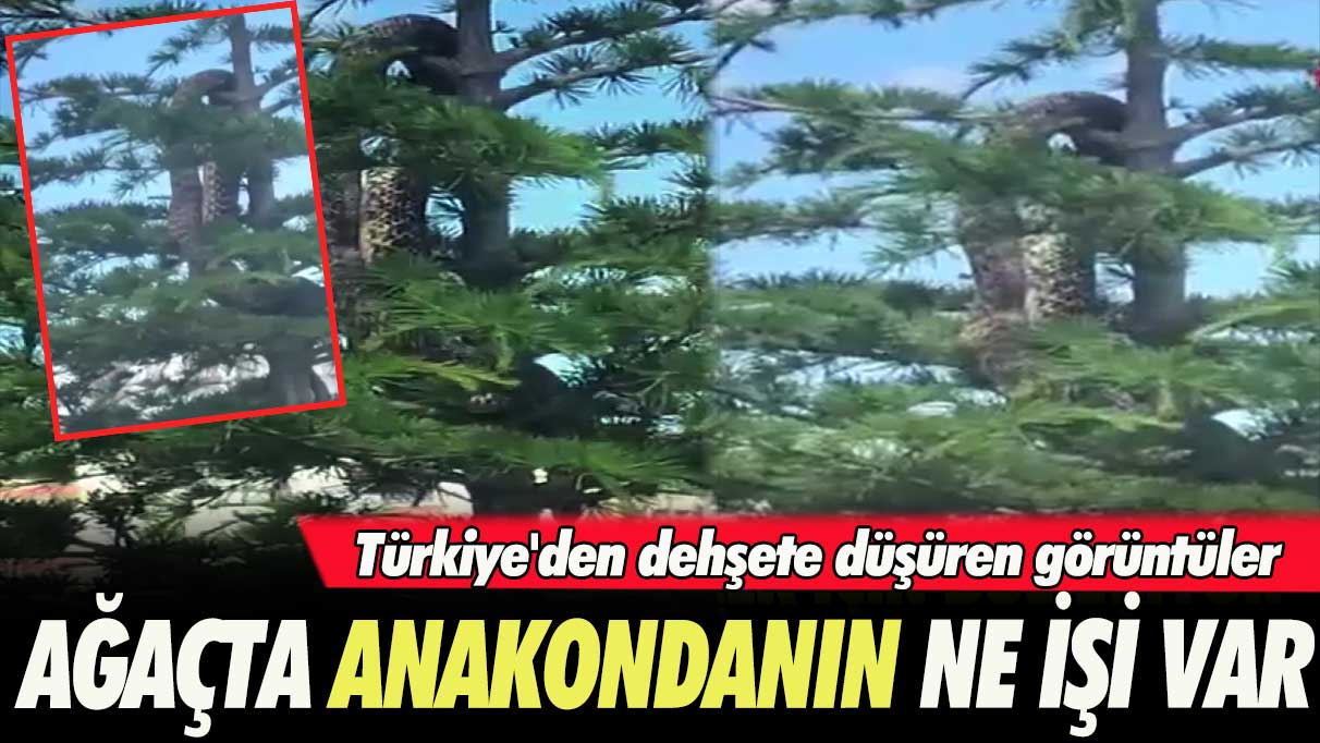 Türkiye'den dehşete düşüren görüntüler: Ağaçta anakondanın ne işi var