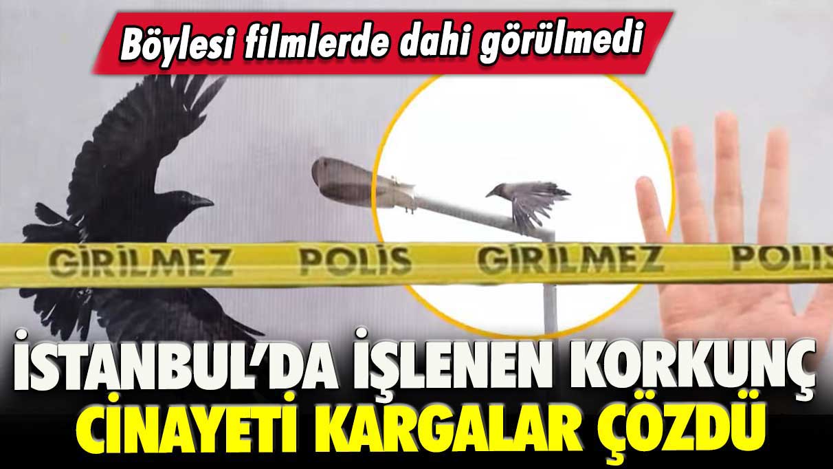İstanbul’da işlenen korkunç cinayeti kargalar çözdü: Böylesi filmlerde dahi görülmedi