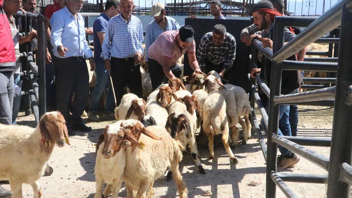 Depremin yaraları sarılıyor, enkaz kentte üreticilere küçükbaş hayvan dağıtıldı