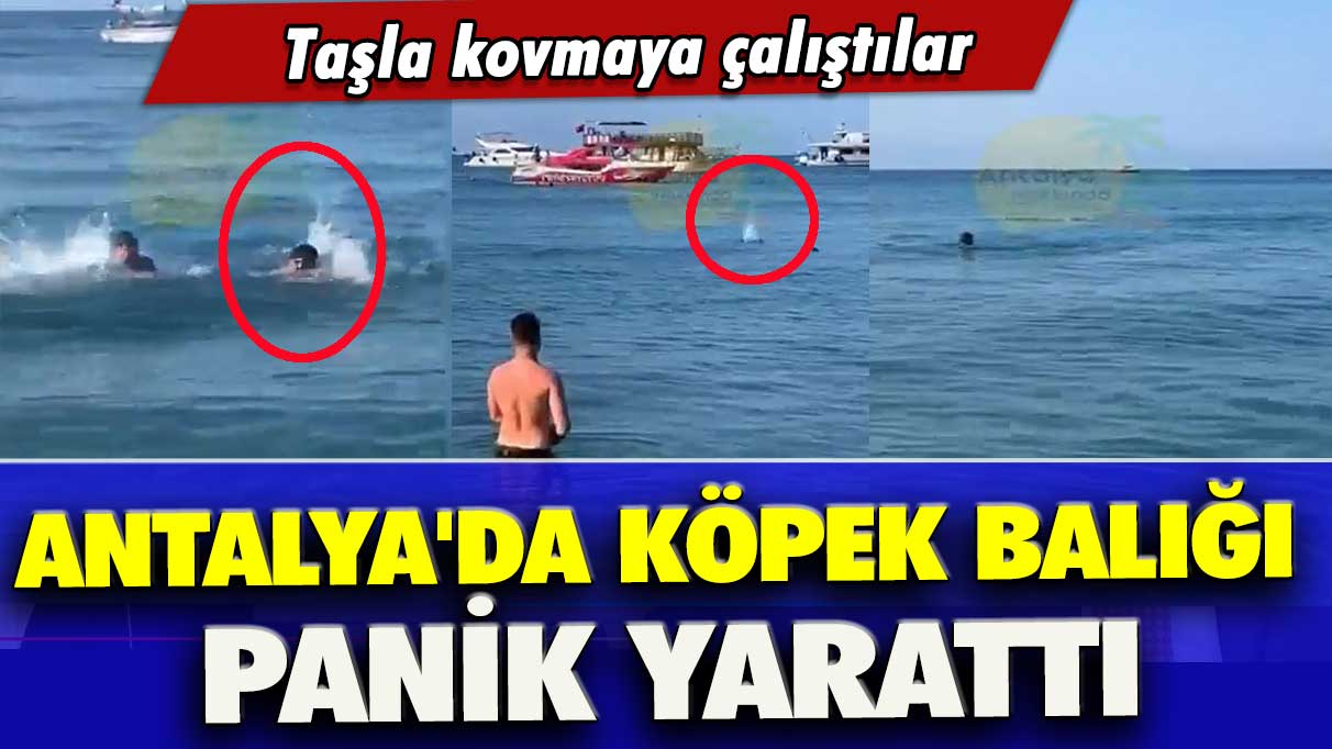 Antalya'da köpek balığı panik yarattı: Taşla kovmaya çalıştılar
