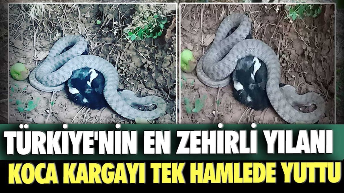 Türkiye'nin en zehirli yılanı koca kargayı tek hamlede yuttu