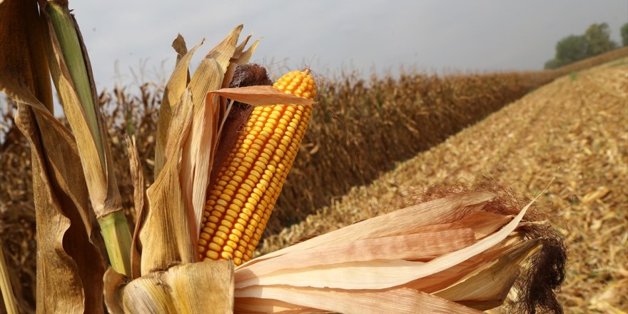 CHP’den ‘mısır üreticisine destek’ çağrısı!