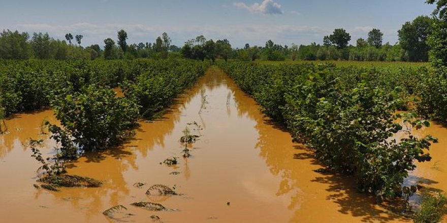 Samsun'da çiftçiye selin zararı 250 milyon TL!
