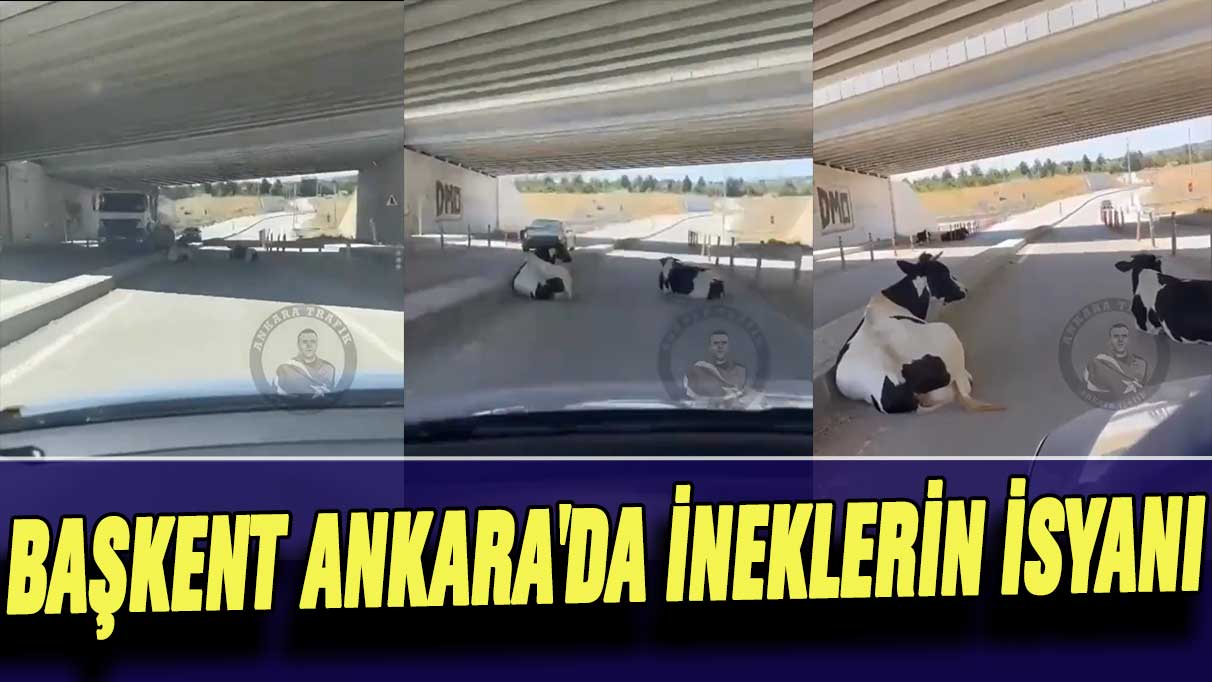 Başkent Ankara’da ineklerin isyanı