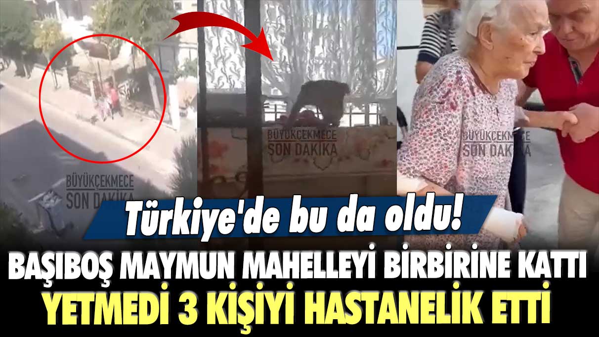 Türkiye'de bu da oldu! Başıboş maymun mahalleyi birbirine kattı, yetmedi 3 kişiyi hastanelik etti