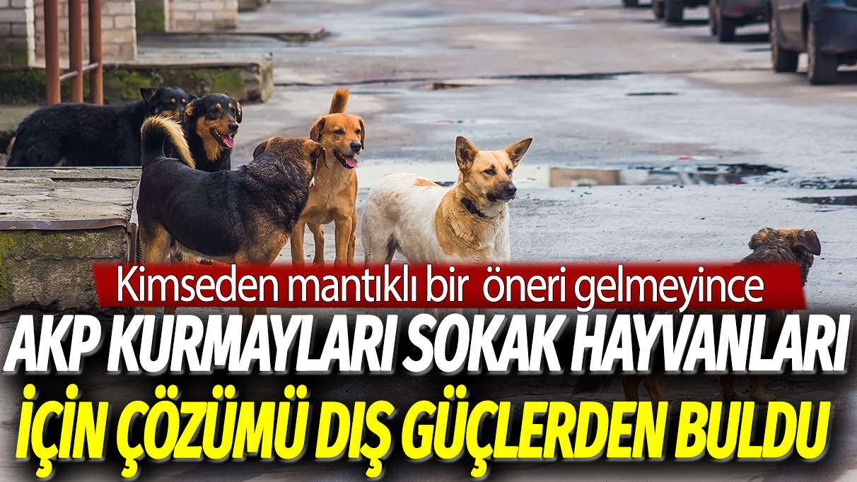 Kimseden mantıklı bir öneri gelmeyince, AKP kurmayları sokak hayvanları için çözümü dış güçlerden buldu