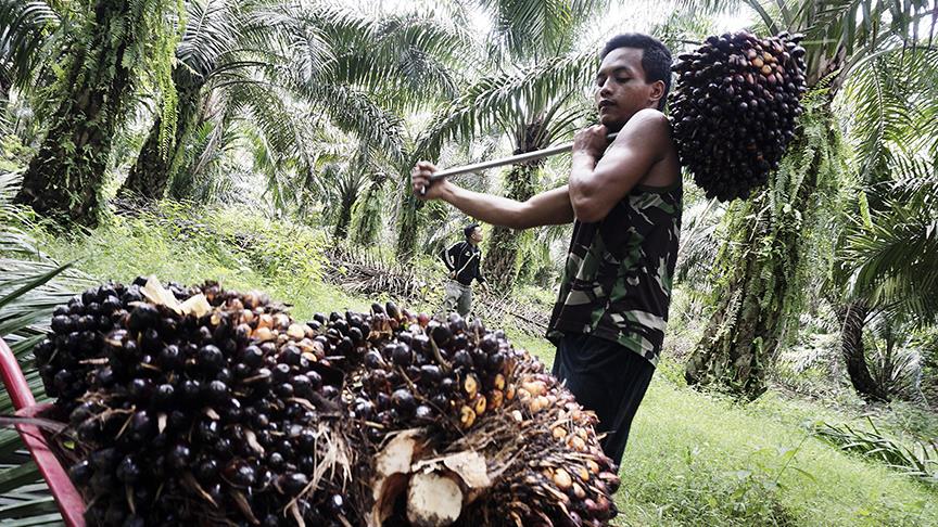 Tüketici palm yağı raporunu bekliyor