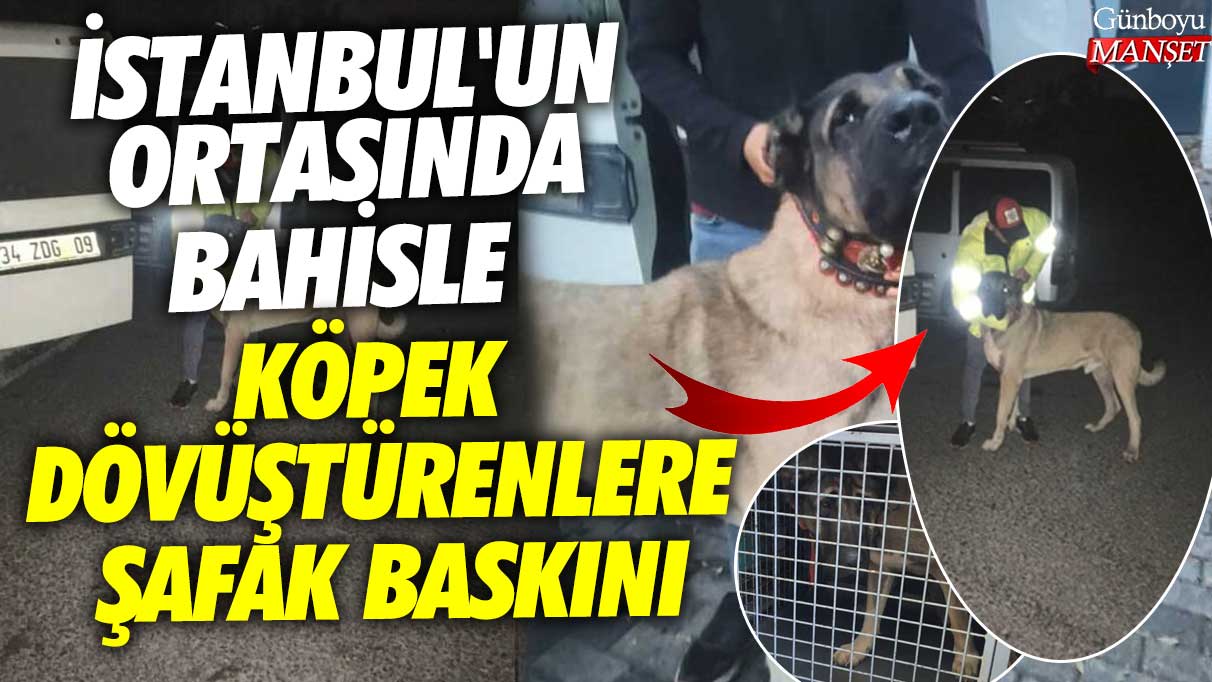 İstanbul'un ortasında bahisle köpek dövüştürenlere şafak baskını