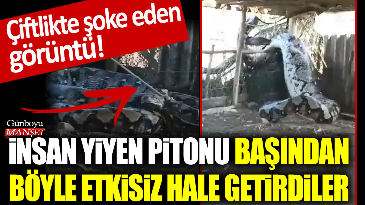 Çiftlikte şoke eden görüntü! İnsan yiyen pitonu başından böyle etkisiz hale getirdiler