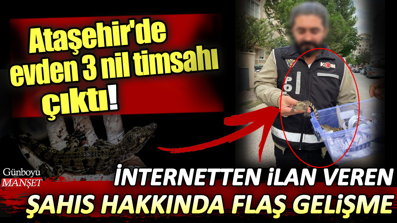 Ataşehir'de evden 3 Nil timsahı çıktı! İnternetten ilan veren şahıs hakkında flaş gelişme