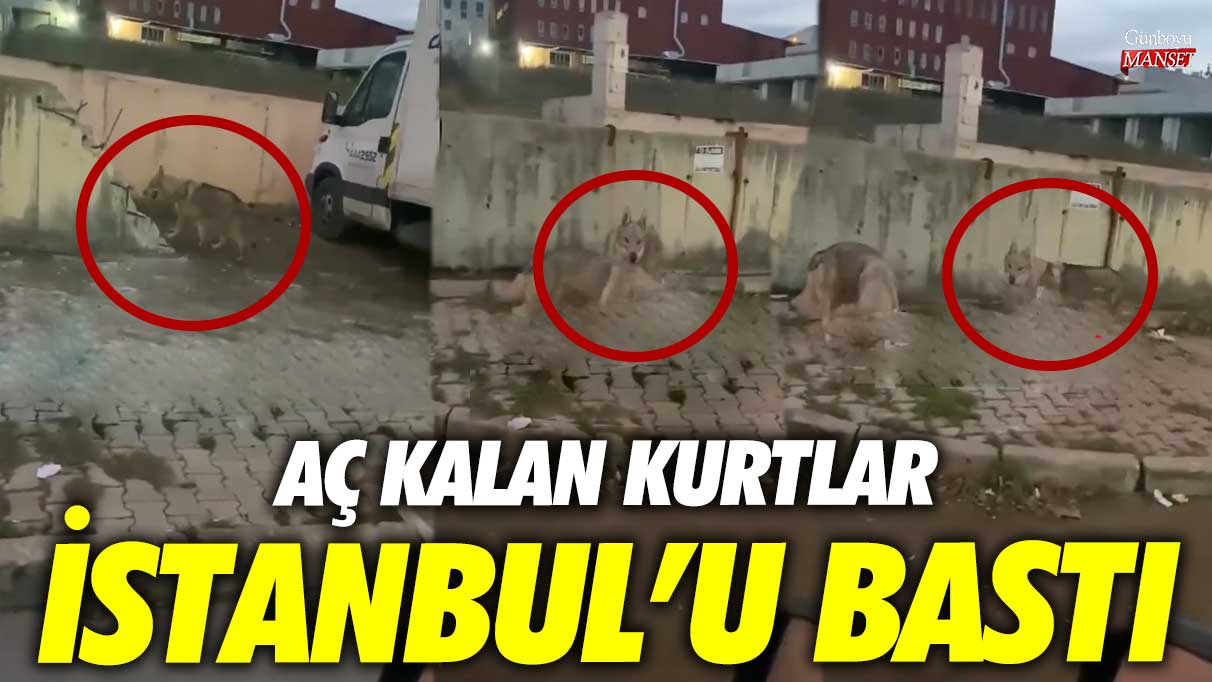Aç kalan kurtlar İstanbul’u bastı