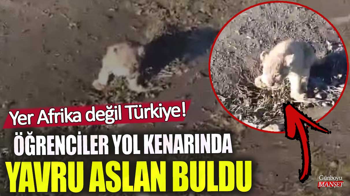 Öğrenciler yol kenarında yavru aslan buldu! Yer Afrika değil Türkiye!