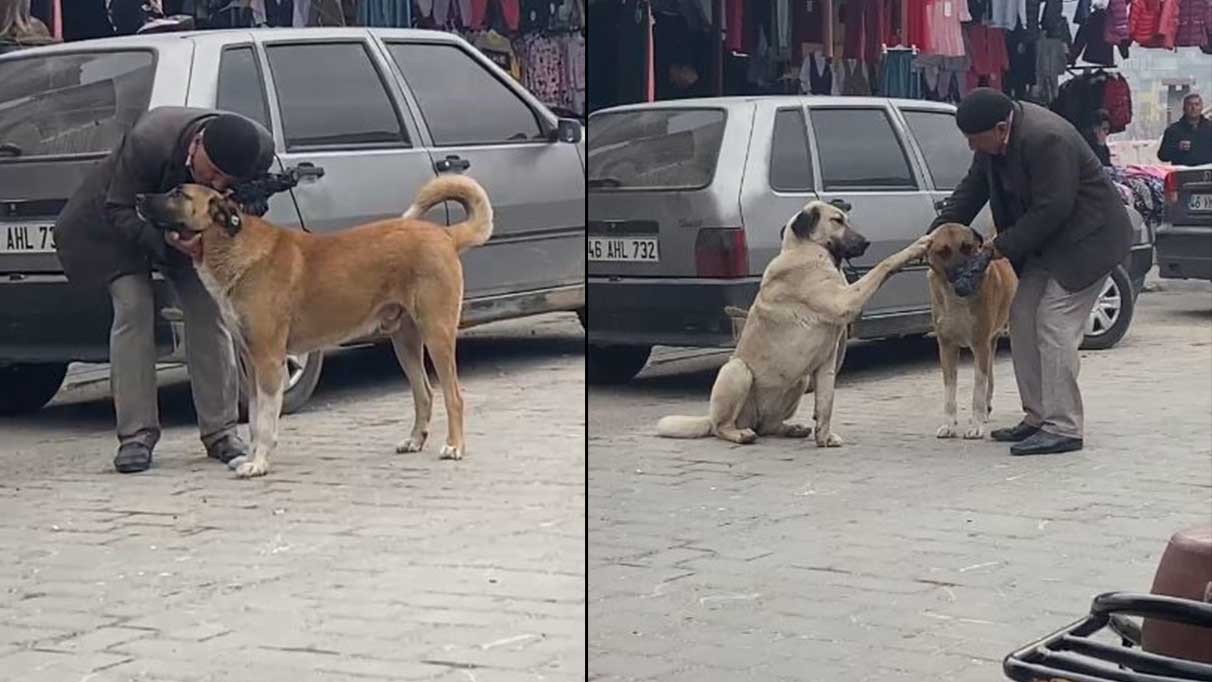 Sokak köpekleri yaşlı adamla konuştu! Sohbet ilerleyince bakın ne oldu
