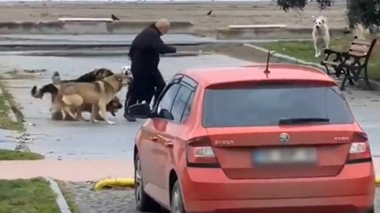 Samsun’da 10 köpeğin sıkıştırdığı adam zıplayarak kurtuldu