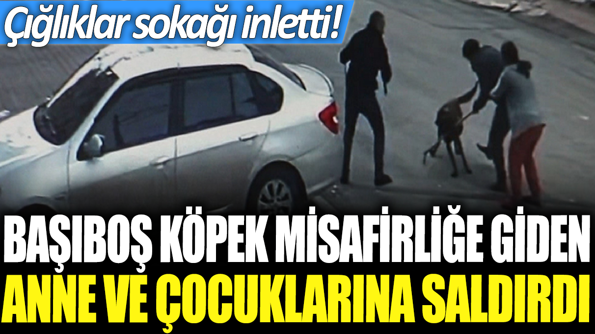 Sivas'ta başıboş köpek misafirliğe giden anne ve çocuklarına saldırdı: Çığlıklar sokağı inletti!