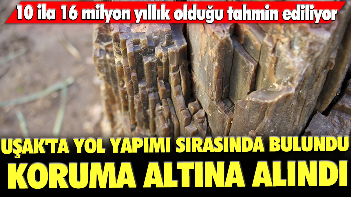 Uşak'ta yol yapımı sırasında bulundu, Türkiye'de nadir görülüyor: 10 ila 16 milyon yıllık!