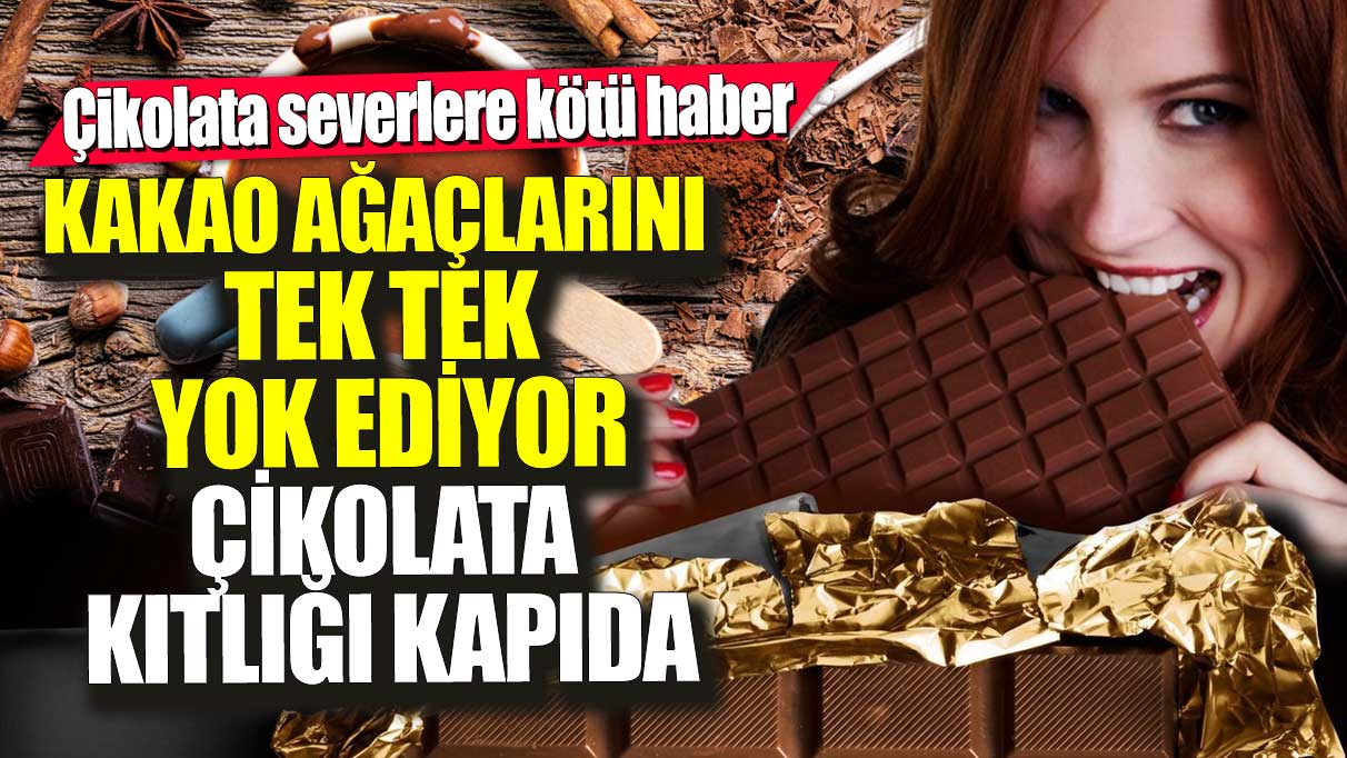 Çikolata severlere kötü haber! Kakao ağaçlarını tek tek yok ediyor çikolata kıtlığı kapıda