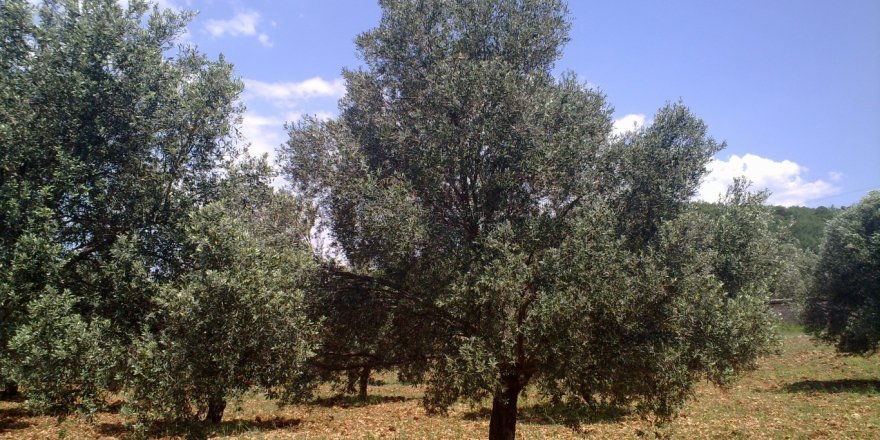 Yusuf Yavuz: "11 bin zeytin ağacı katledilecek"