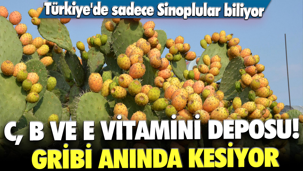 Türkiye'de sadece Sinoplular biliyor: C, B ve E vitamini deposu! Gribi anında kesiyor