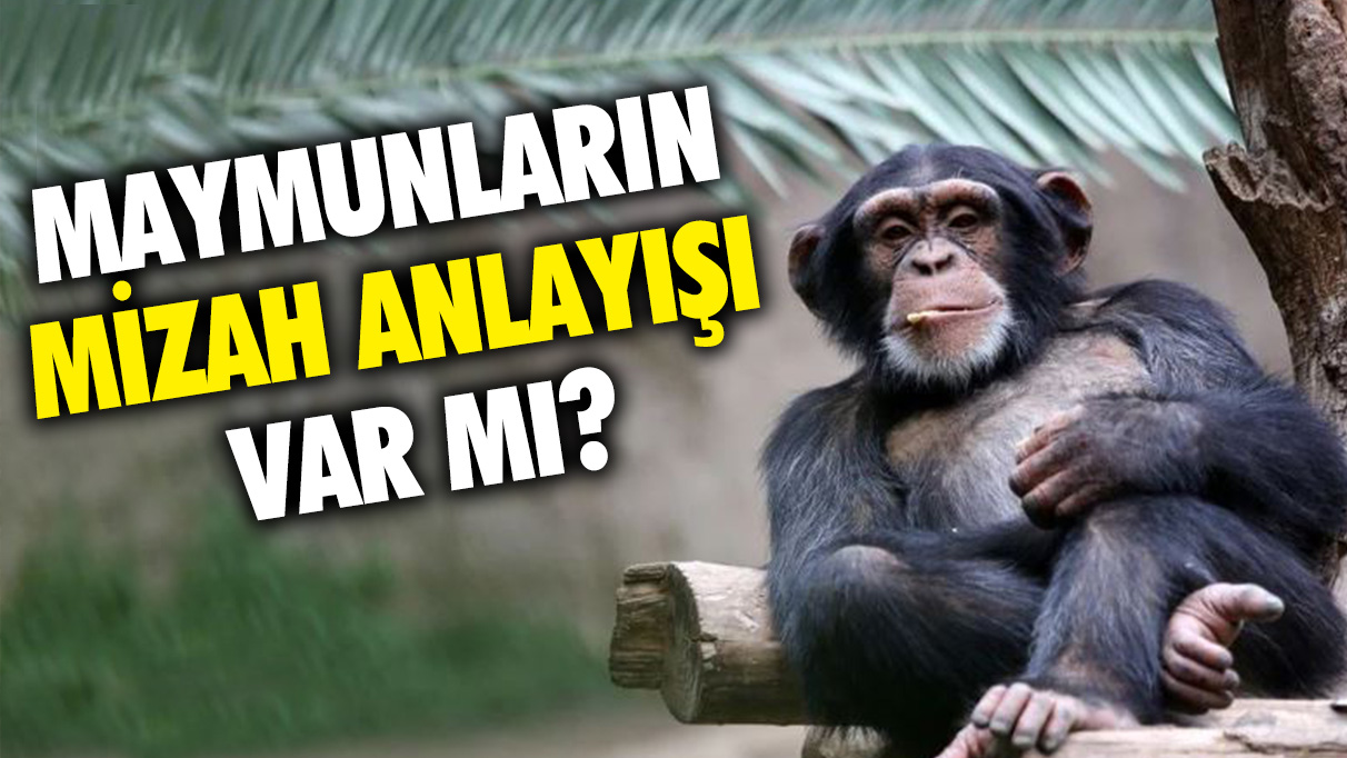 Bilim insanları açıkladı: Maymunların mizah anlayışı var mı?