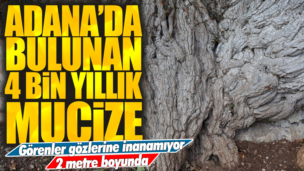 Adana'da bulunan 4 bin yıllık mucize: Görenler gözlerine inanamıyor! 2 metre boyunda...