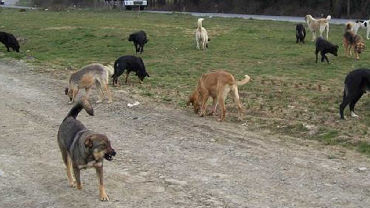 Kağıthane’de korkunç olay!  12 yaşındaki çocuğu köpek ısırdı