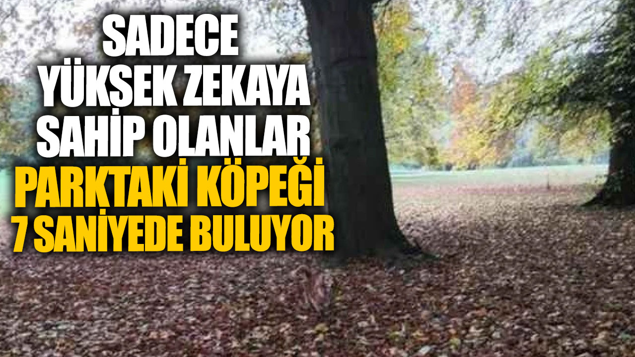 Sadece yüksek zekaya sahip olanlar parktaki gizli köpeği 7 saniyede buluyor