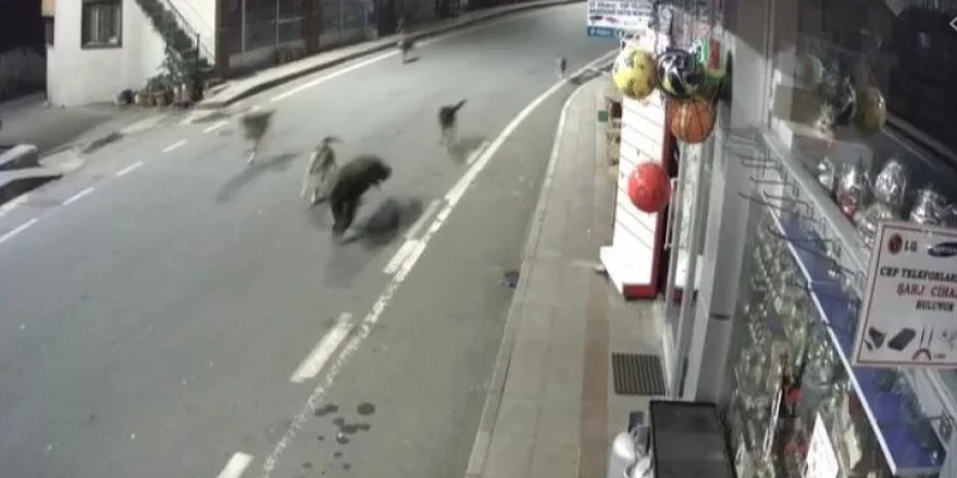 Sokak köpekleri, ilçe merkezine inen ayıyı kovaladı