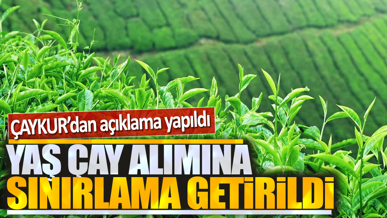 Yaş çay alımına sınırlama geldi: ÇAYKUR açıkladı