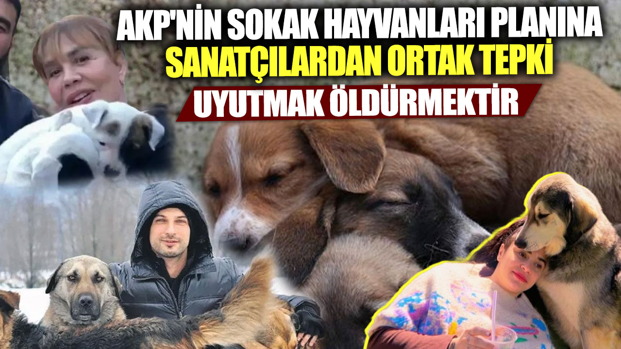 AKP'nin sokak hayvanları planına sanatçılardan ortak tepki! Uyutmak öldürmektir