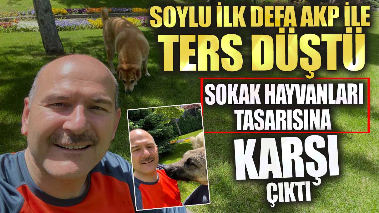 Soylu ilk defa AKP ile ters düştü! Sokak hayvanları tasarısına karşı çıktı