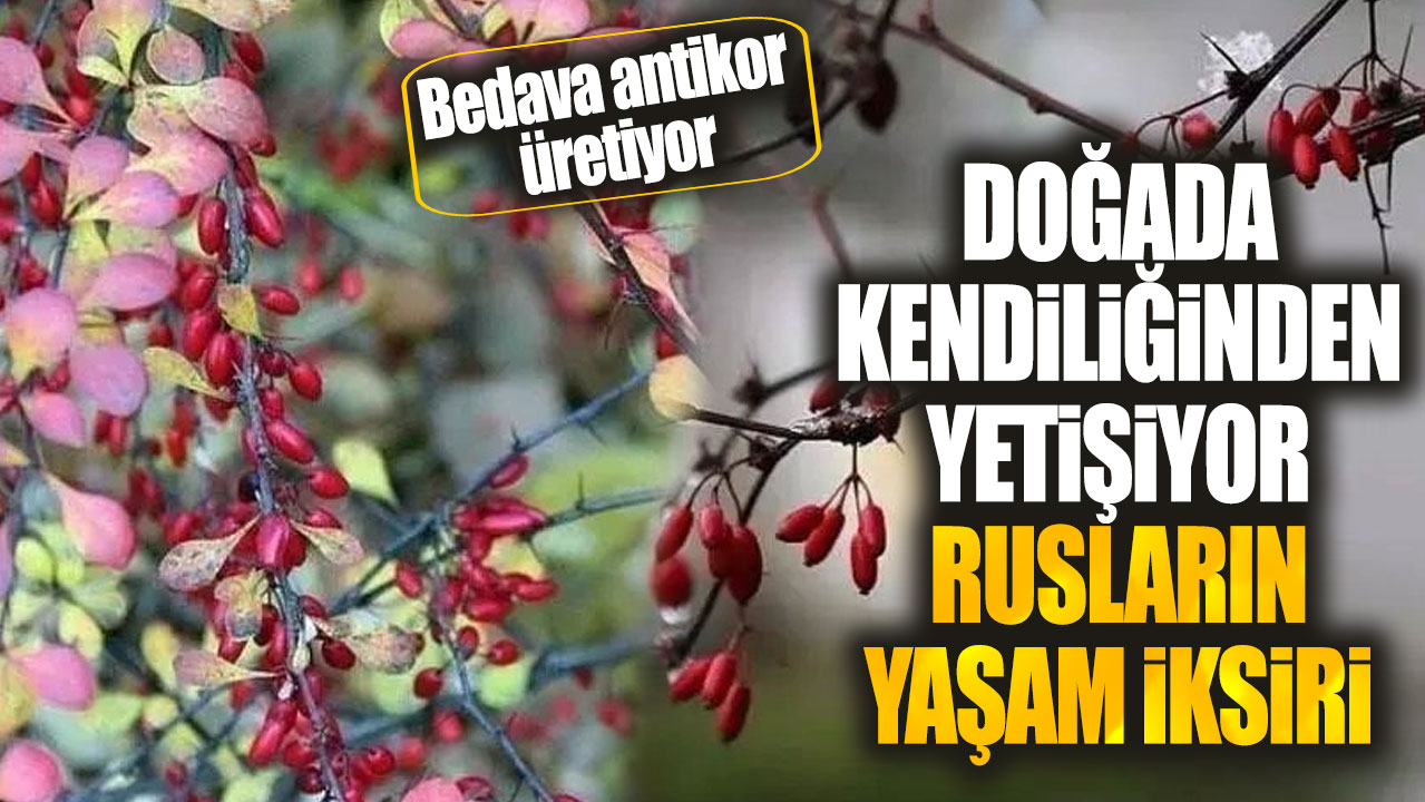 Doğada kendiliğinden yetişiyor Rusların yaşam iksiri! Bedava antikor üretiyor