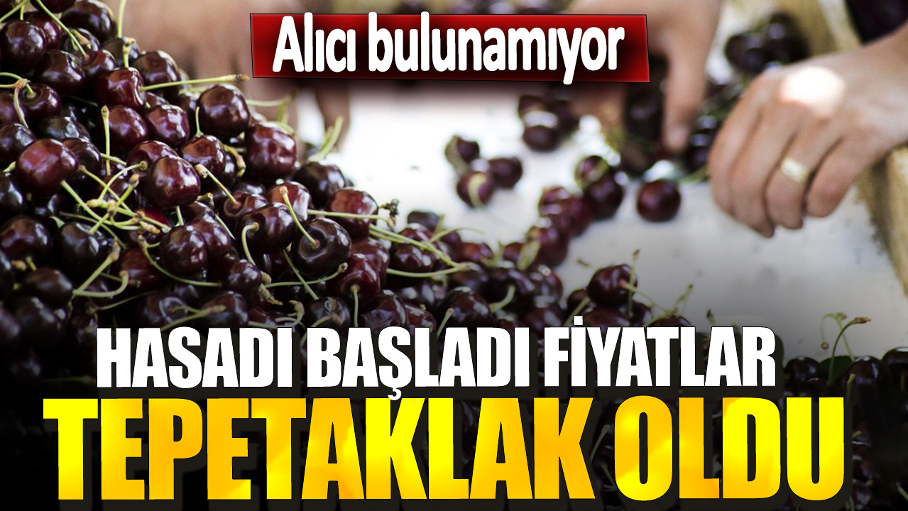 Hasadı başladı fiyatlar tepetaklak oldu! Alıcı bulunamıyor