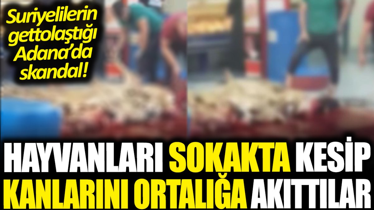 Suriyelilerin gettolaştığı Adana'da skandal! Hayvanları sokakta kesip kanlarını ortalığa akıttılar