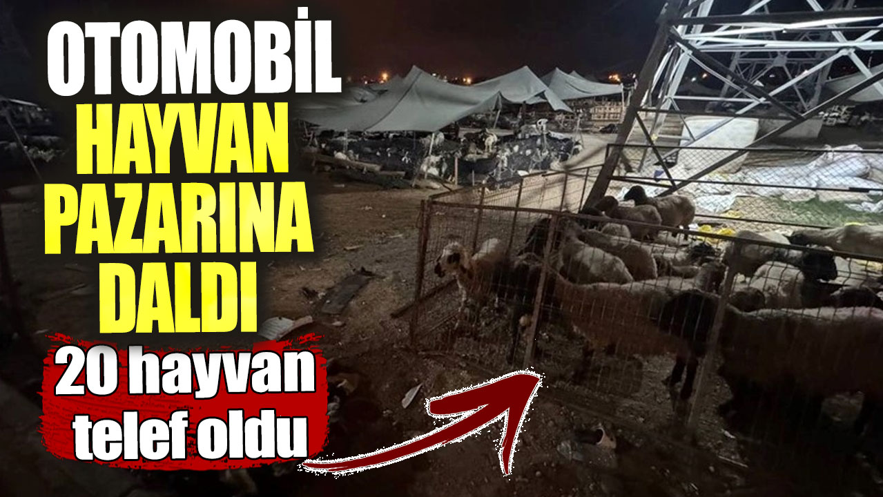 Mersin'de otomobil hayvan pazarına daldı! 20 hayvan telef oldu