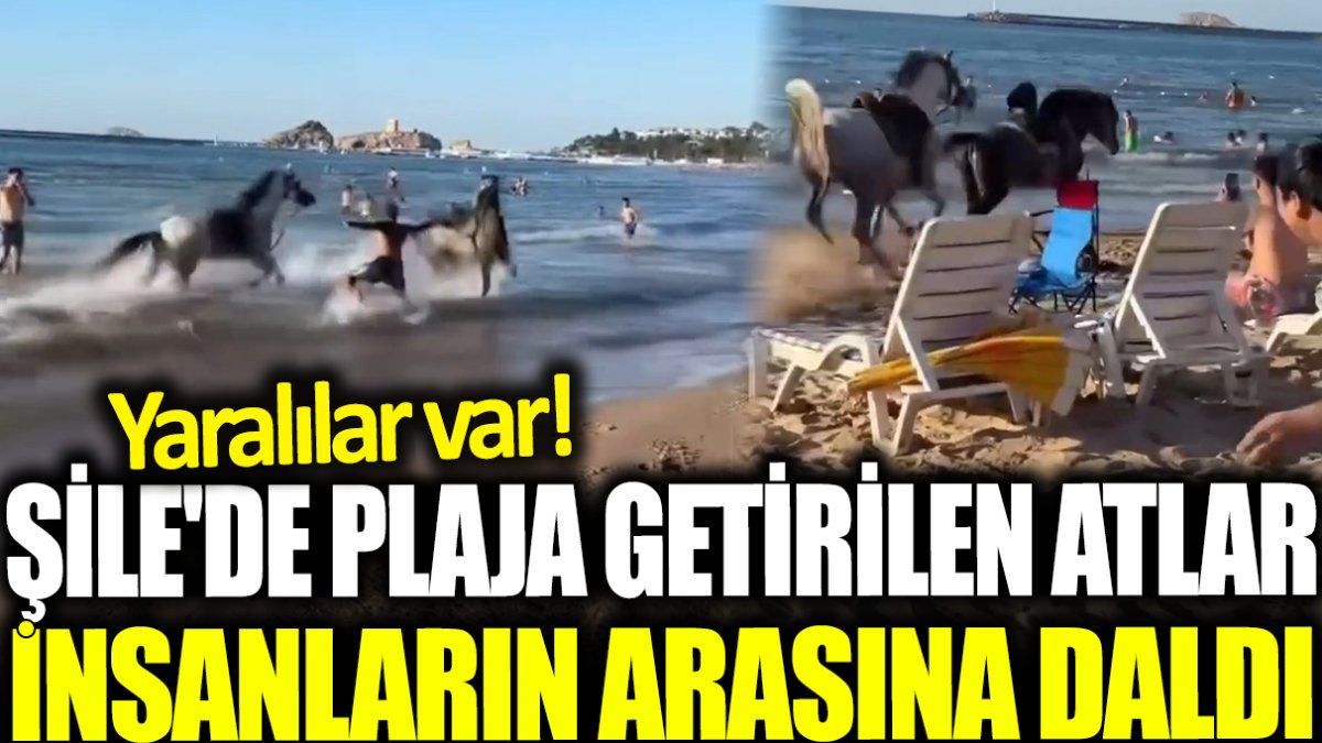 Şile'de plaja getirilen atlar insanların arasına daldı: Yararlılar var!