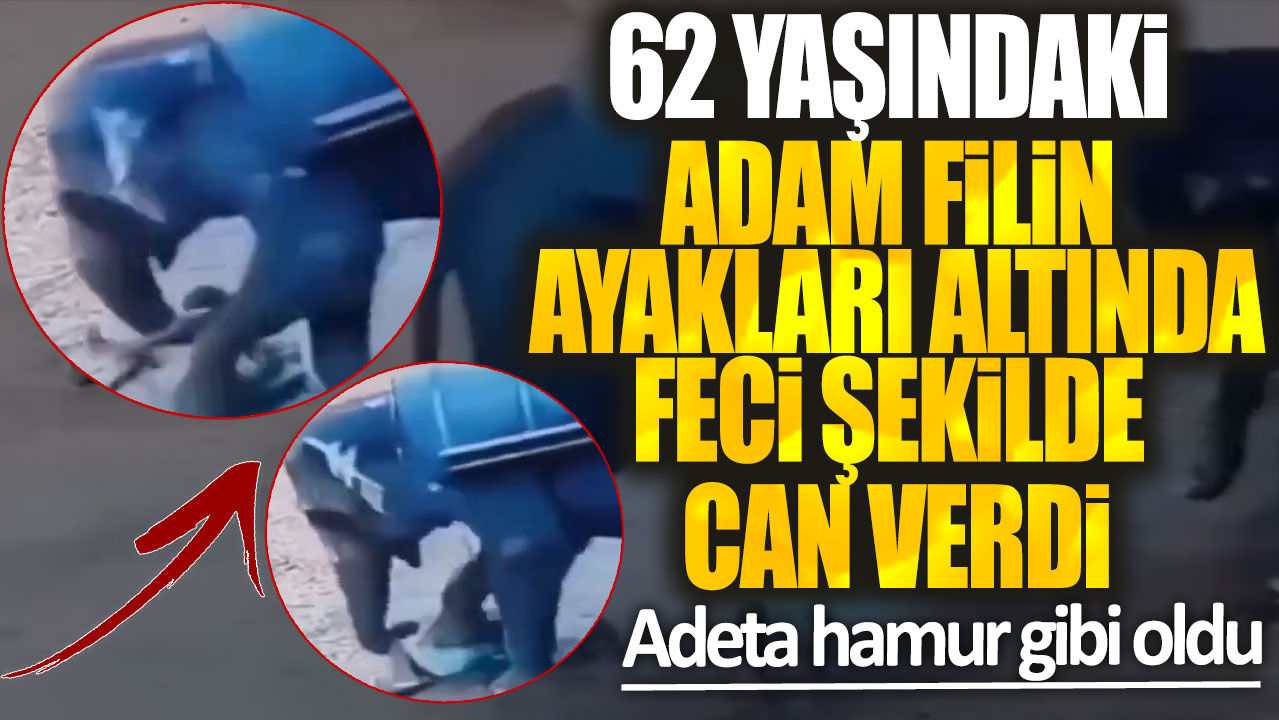 62 yaşındaki adam filin ayakları altında feci şekilde can verdi