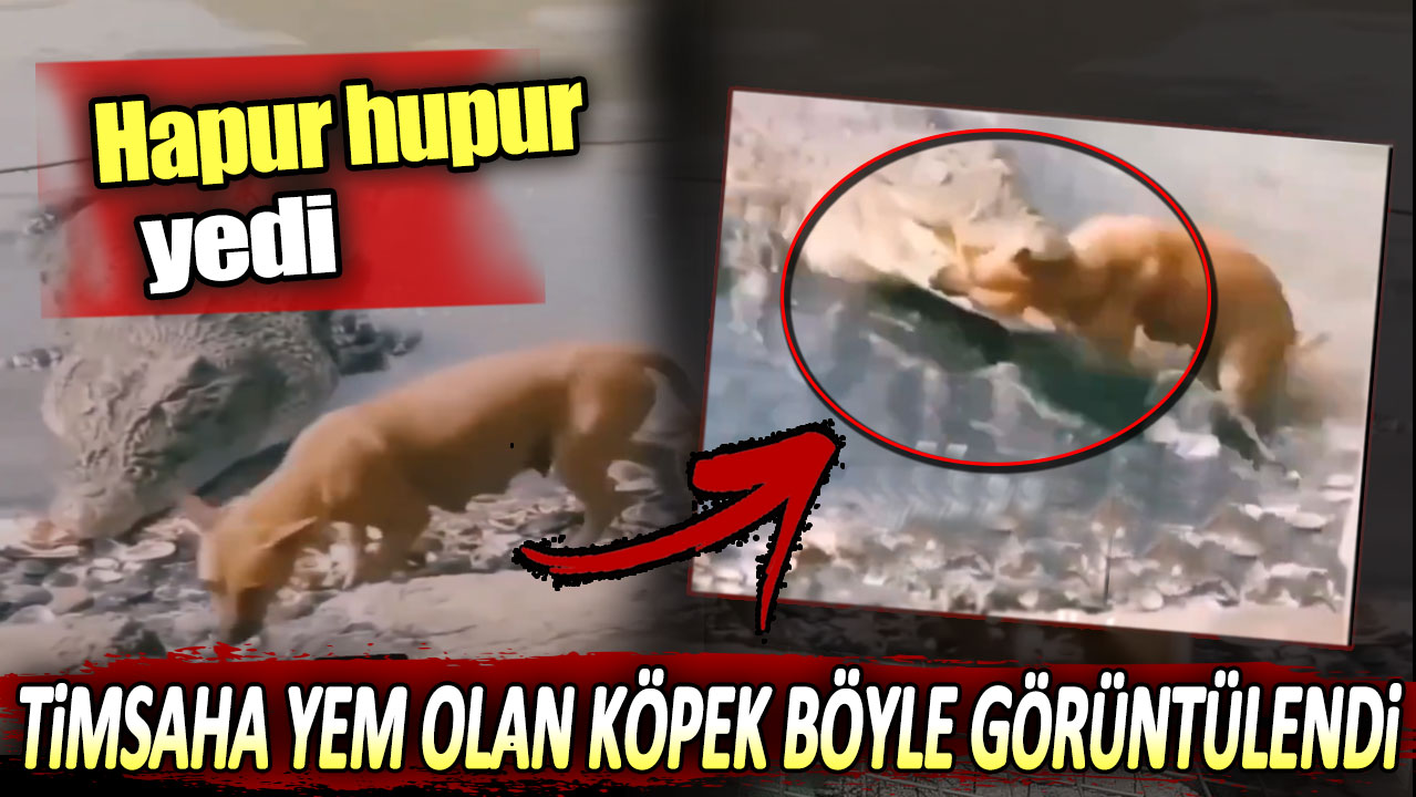 Köpek timsaha böyle yem oldu. Hapur hupur yedi