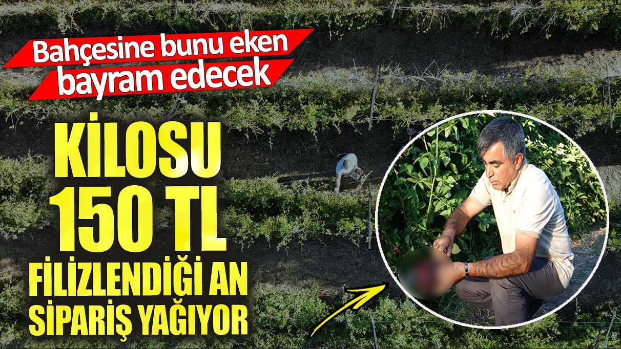 Kilosu 150 TL. Bahçesine bunu eken bayram edecek. Filizlendiği an sipariş yağıyor