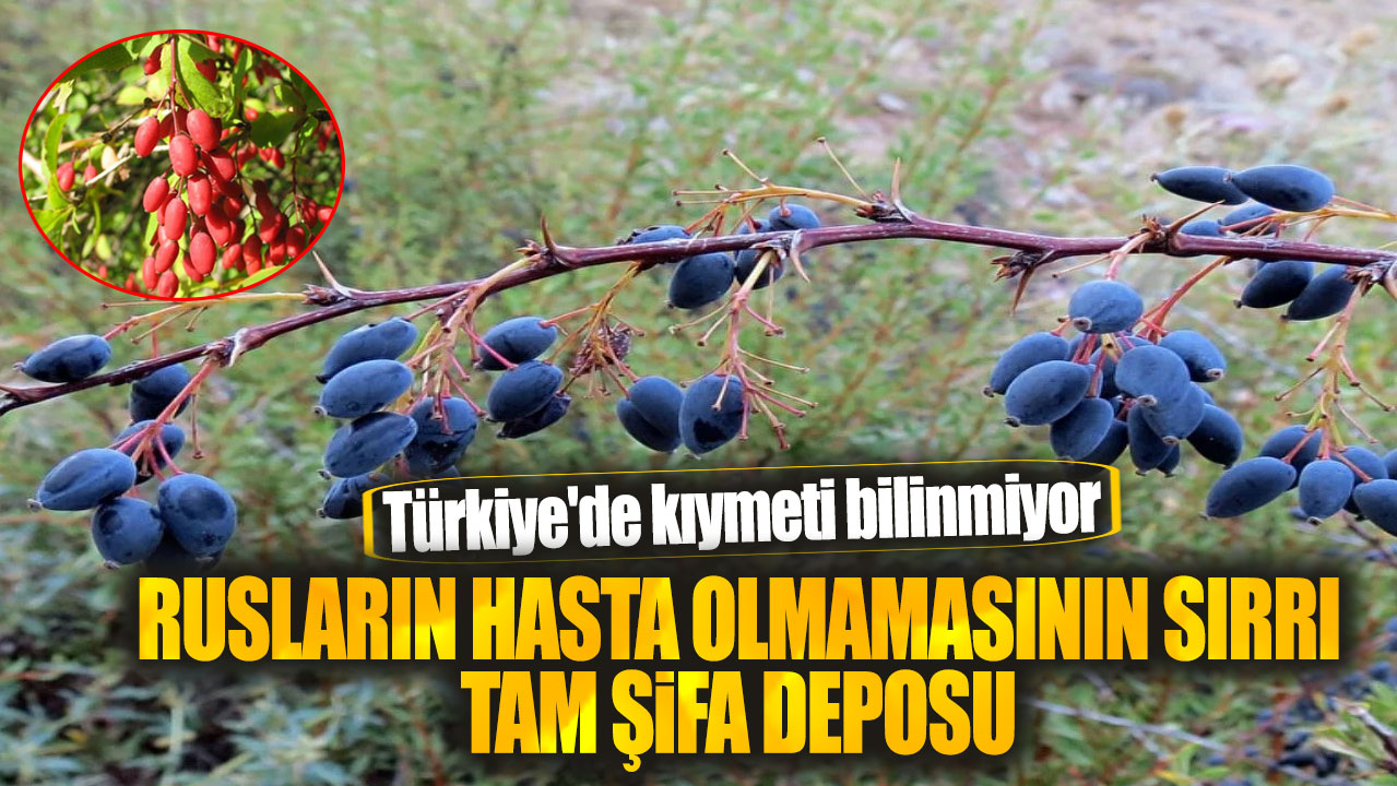 Türkiye'de kıymeti bilinmiyor. Rusların hasta olmamasının sırrı tam şifa deposu