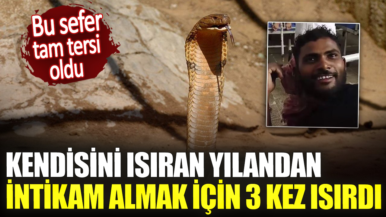 Kendisini ısıran yılandan intikam almak için 3 kez ısırdı. Bu sefer tam tersi oldu