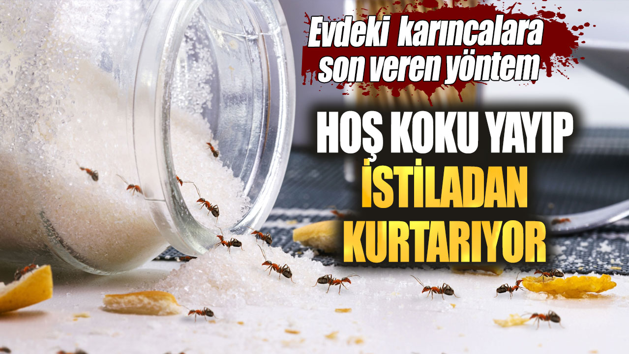 Evdeki karıncalara son veren yöntem. Hoş koku yayıp istiladan kurtarıyor