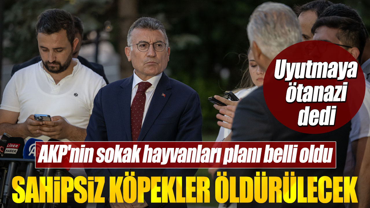 AKP'nin sokak hayvanları planı belli oldu. Sahipsiz köpekler öldürülecek