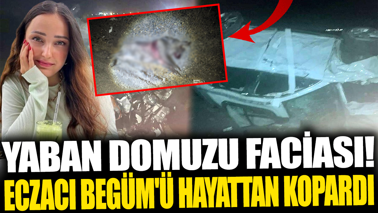 Tekirdağ'da yaban domuzu faciası! Eczacı Begüm'ü hayattan kopardı