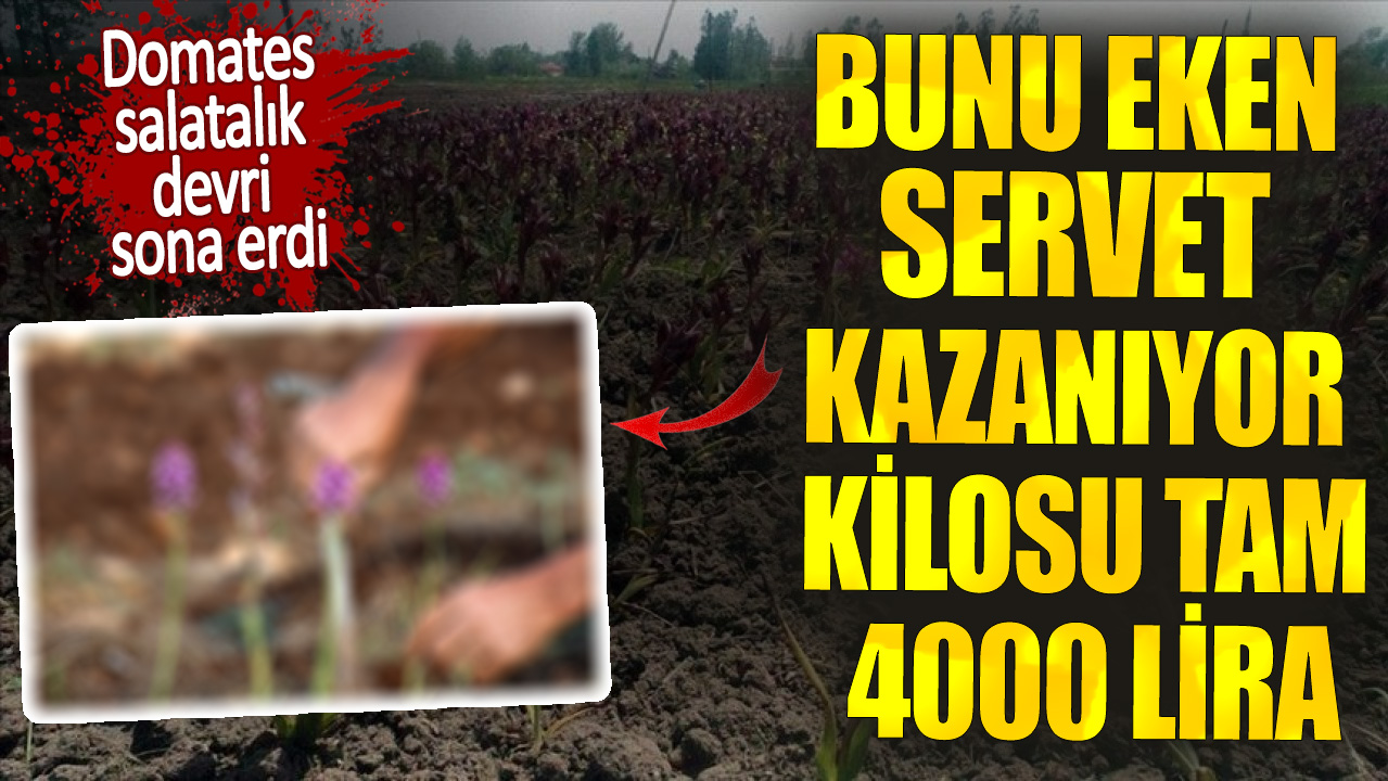 Bunu eken servet kazanıyor kilosu tam 4000 lira. Domates salatalık devri sona erdi