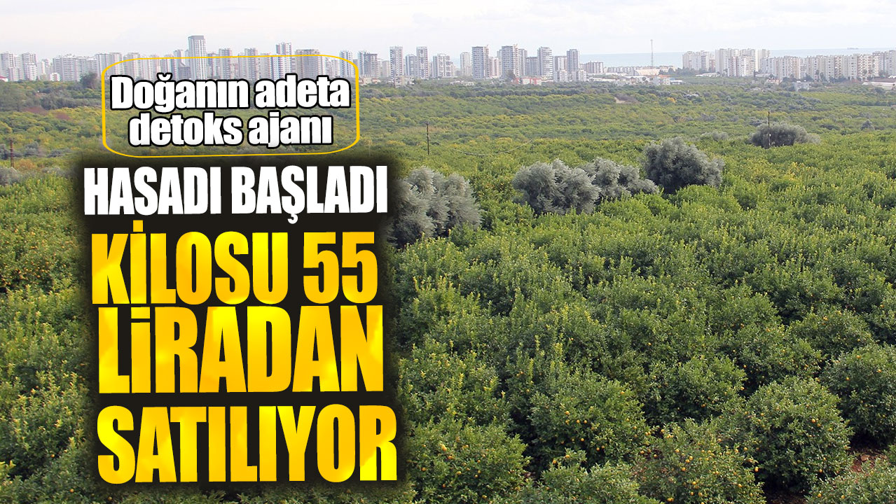 Hasadı başladı kilosu 55 liradan satılıyor! Doğanın adeta detoks ajanı