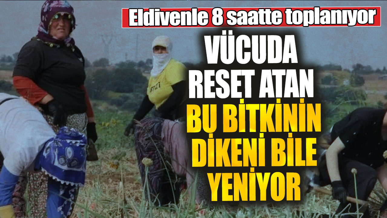 Eldivenle 8 saatte toplanıyor. Vücuda reset atan bu bitkinin dikeni bile yeniyor